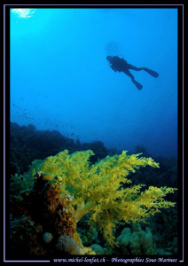 Diving Dahab - Red Sea in Egypt... :O)... by Michel Lonfat 